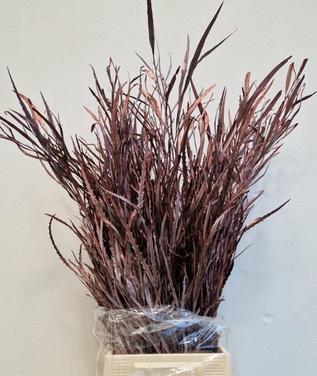 Grevillea Pintada Bronce 70cm 200gr