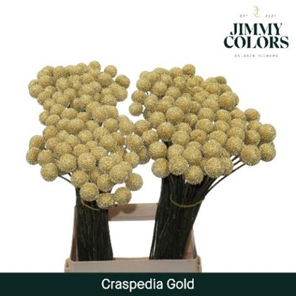 Craspedia Pintada Oro 60cm "T50"