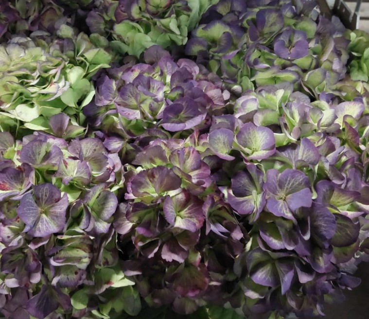 Hortensia Hol. White Verena Classic 80cm 18/22