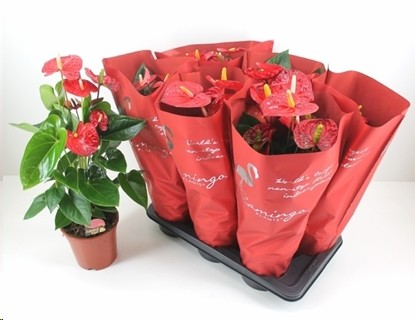 P. Anthurium An Mauii Red 17/65cm x6 6F