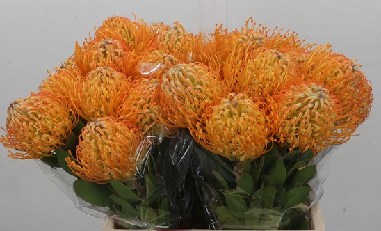 Protea Nutans Jelena Salmon 60cm