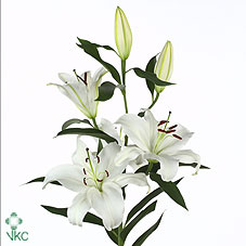 Oriental Hol. Bl. Tisento 80cm 3 flores (7 Dias - 2)