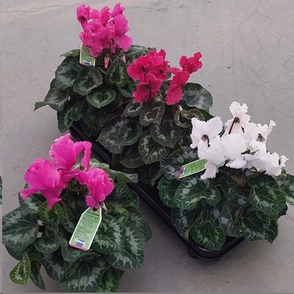 P. Cyclamen Gr Halios Curly 12/25cm "CC4"