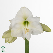 Amaryllis Mega Star "CC18"