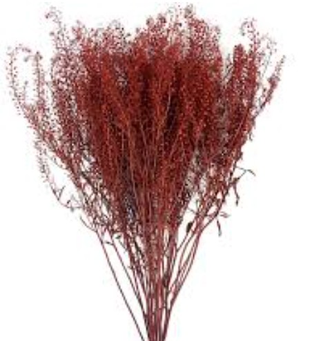 Lepidium Thlaspy Pintado Rojo 80cm 40gr "T25"