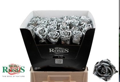 Rosa Hol. Cera Plata 60cm "Berg"