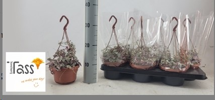 P. Ceropegia Woodii Variegata14/25cm x6