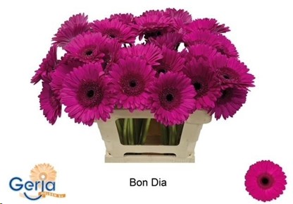 Gerbera Hol. Bon Dia Fu. "T10"