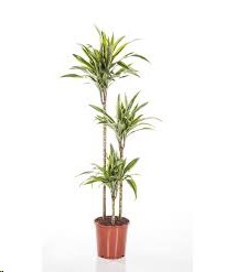 P. Dracena Hol. Lemon Lime 27/130cm 3.P (60/90/130)