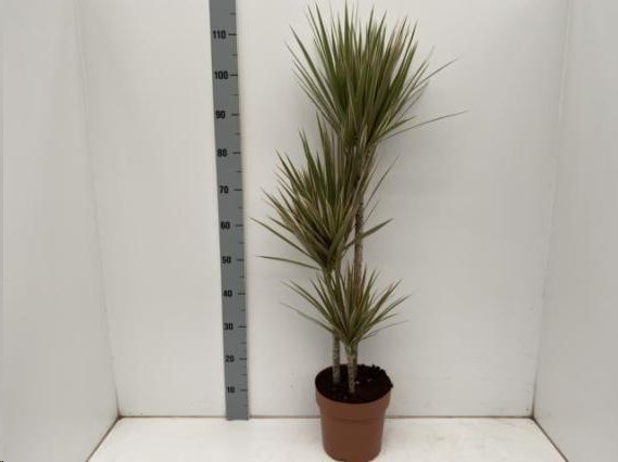 P. Dracena Marginata Bicolor 21/110cm 3P (110/80/60)