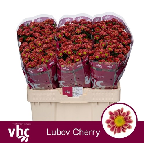 Santini Lubov Cherry 900gr "T25"