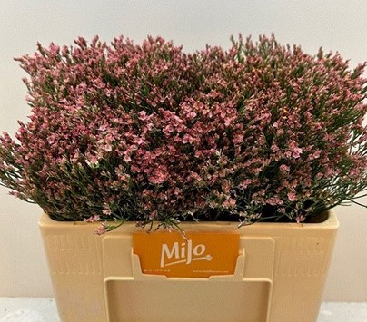 Limonium Hol. Sin Max Diamond 70cm 35gr "T25"