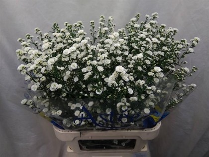 Aster Hol. Nb White Gypsy 70cm 25gr "T25" (7 Dias - 2)