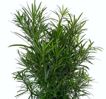 Podocarpus 50cm