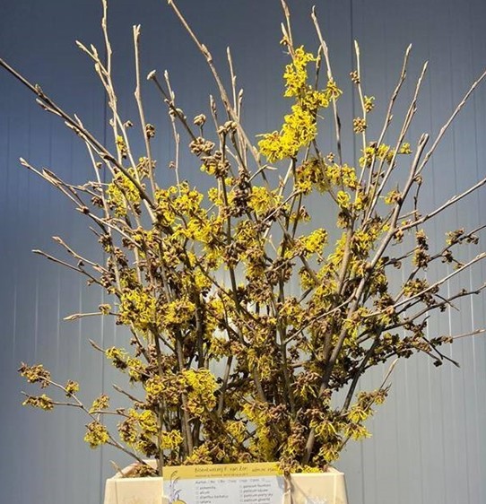 Hamamelis Mollis Pallida 70cm "Tallo"