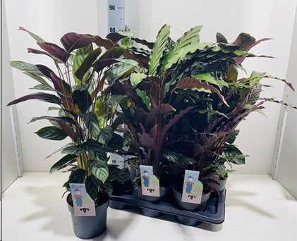 P. Calathea Mixta 3Srt 17/75cm x6