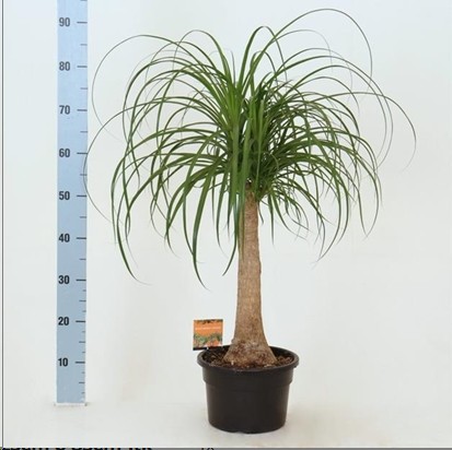 P. Beaucarnea Recur 23/70cm