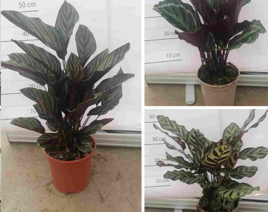 P. Calathea Nac. Mixta 17/55cm x 6