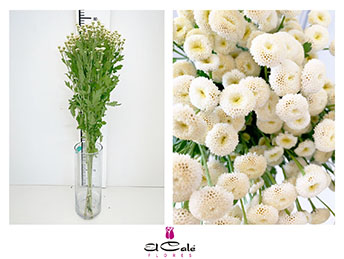 Tanacetum Nac. Boton Blanco 60cm