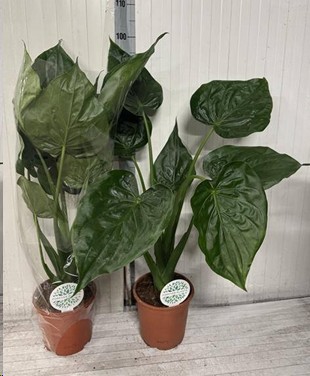 P. Alocasia Cucullata 21/90cm