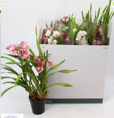 P. Cymbidium Mix 14/65cm x8  2T