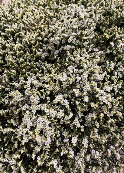 Limonium Hol. Sen Colada 70cm 20gr "T25" Bl (7 Dias - 2)