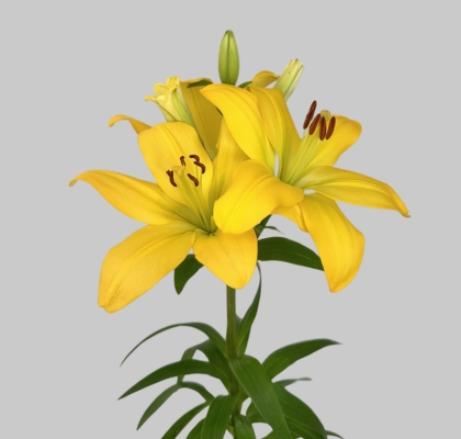 Lilium LA.  Amarillo 80cm 3/4 fl. (7 Dias - 2)