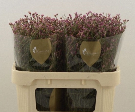 Limonium Hol. China Passion 70cm 35gr "T25"