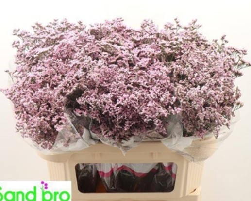 Limonium Hol. Safora Oshi Pink 70cm 25gr x25