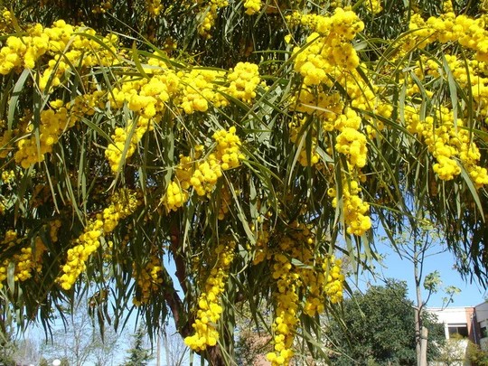 Mimosa Italia Floribunda 70cm 400gr