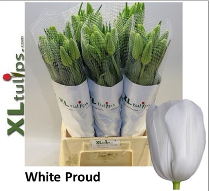 Tulipan Frances White Proud 60cm