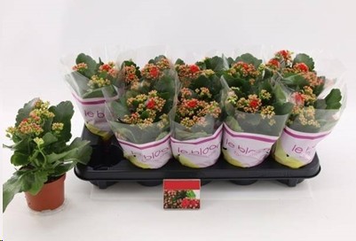 P. Kalanchoe Ge Amador Red 10.5/22cm "CC10"