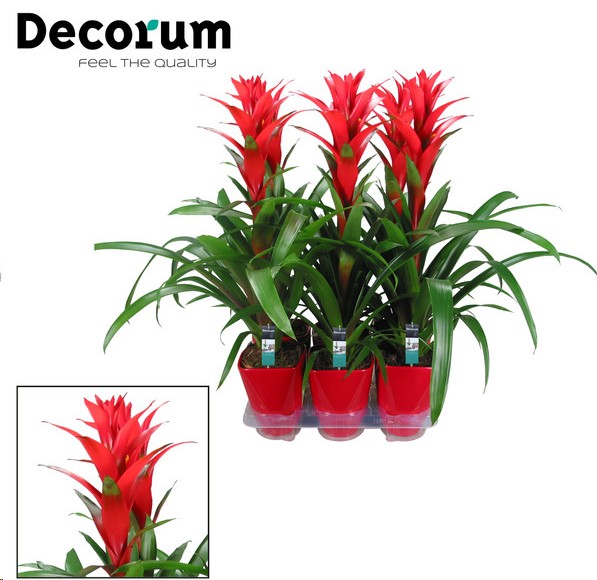 P. Guzmania Ostara 14/65cm "CC6" -Decorum-