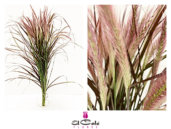 Pennisetum Ad Rubrum 80cm "T50"