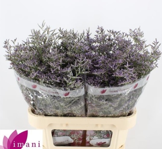 Limonium Hol. Skylight 70cm 30gr "T25" Az.