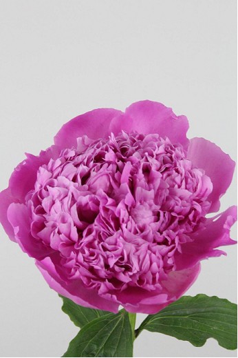 Peonia Hol. Jules Elie 55cm Fucsia