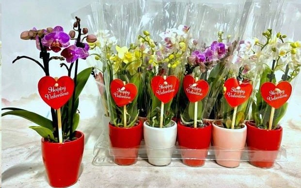 P. Phalaenopsis Mini Mix 6/25cm  x20 2T -Maceta Valentin-