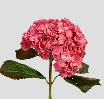 Hortensia Premium Cherry Red 60cm 17/18