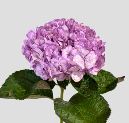 Hortensia Premium Lila "Peonia" 60cm 17/18