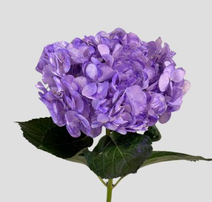 Hortensia Jumbo Lila 60cm 19/20 "CC20"