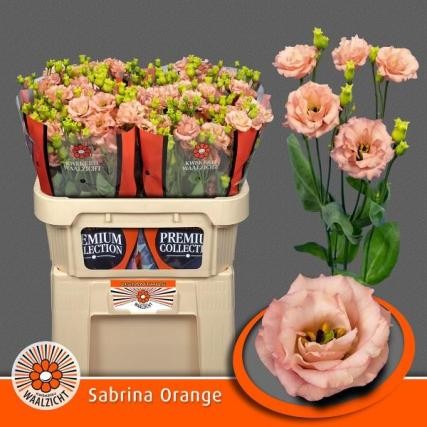 Lisiantus Hol. Sabrina Orange 70cm 55gr "T10" (7 Dias - 2)