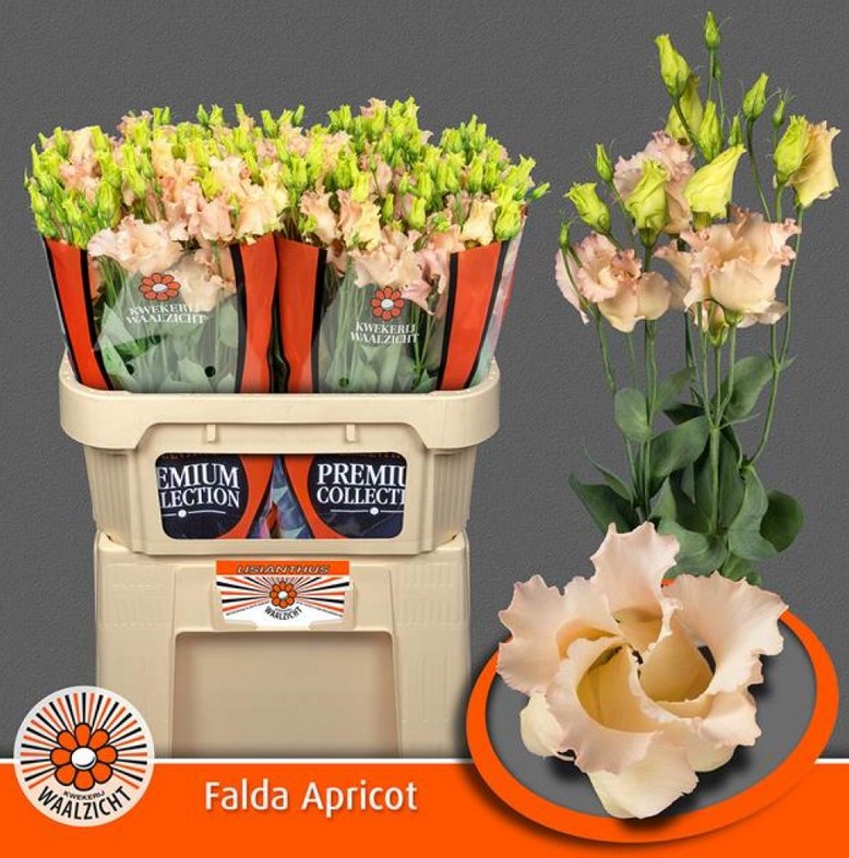 Lisiantus Hol. Falda Apricot 70cm 55gr "T10" (7 Dias - 2)