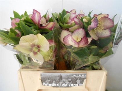 Helleborus Queens Picotte 35cm