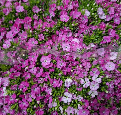 Dianthus Barbatus Italia Am Rose Magic 60cm "T50"