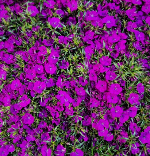 Dianthus Barbatus Italia Am Neon Purple 60cm "T50"