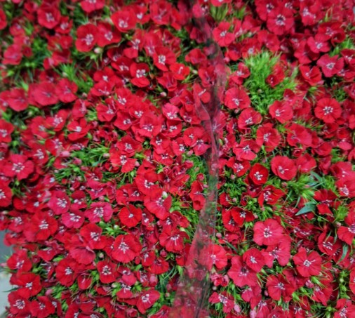 Dianthus Barbatus Italia Baron Breanthus 60cm "T50"