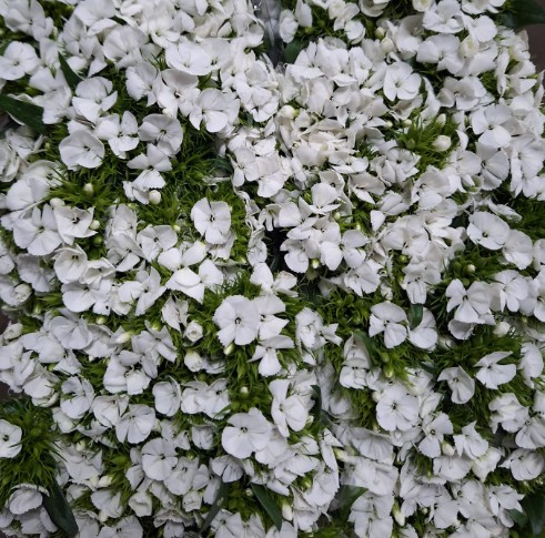 Dianthus Barbatus Italia Duke Breanthus 60cm "T50"