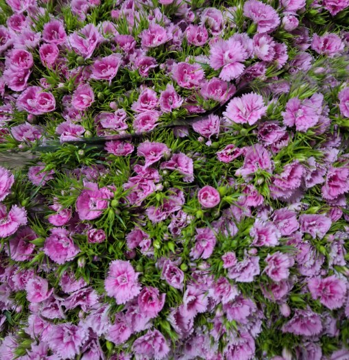 Dianthus Barbatus Italia Pink Breanthus 60cm "T50"