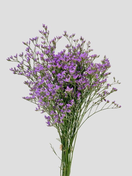 Limonium Nac. Chino Azul 70cm Paq.