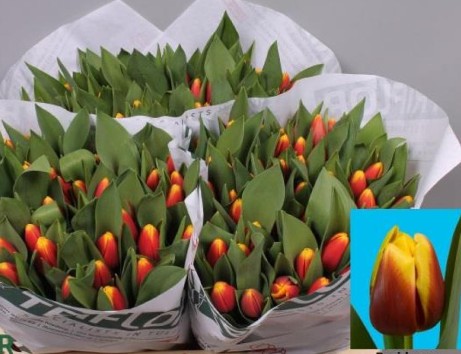 Tulipan Hol. Residence 45cm Bic.